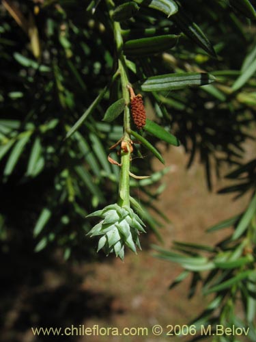 Image of Saxegothaea conspicua (MaÃ±Ã­o hembra / MaÃ±Ã­o de hojas cortas). Click to enlarge parts of image.